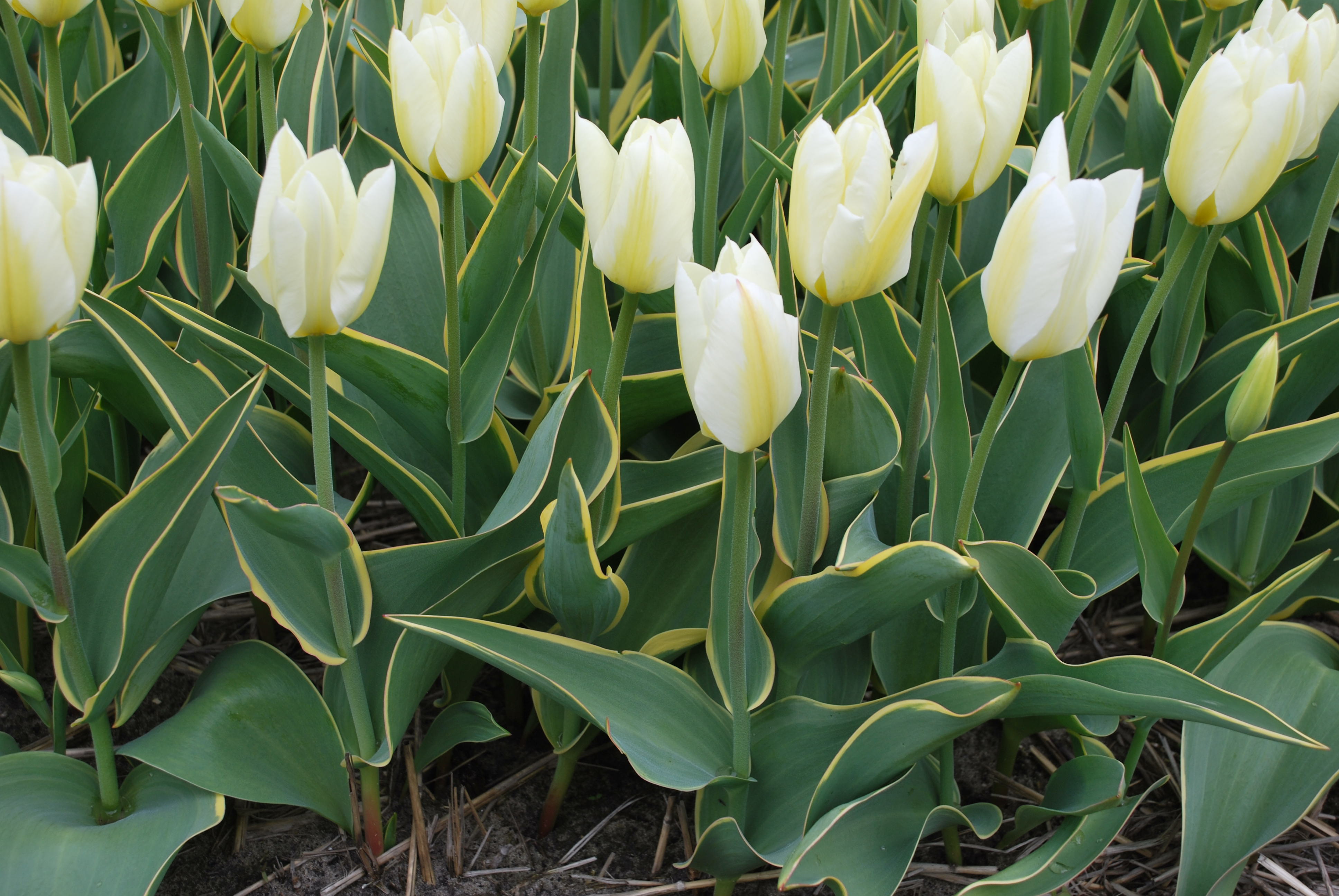 Tulpen Purissima Design